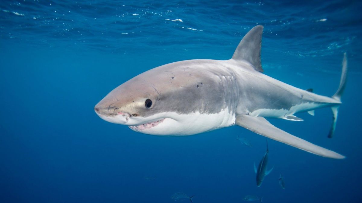 Žralok u jižního pobřeží Austrálie usmrtil čtrnáctiletého chlapce